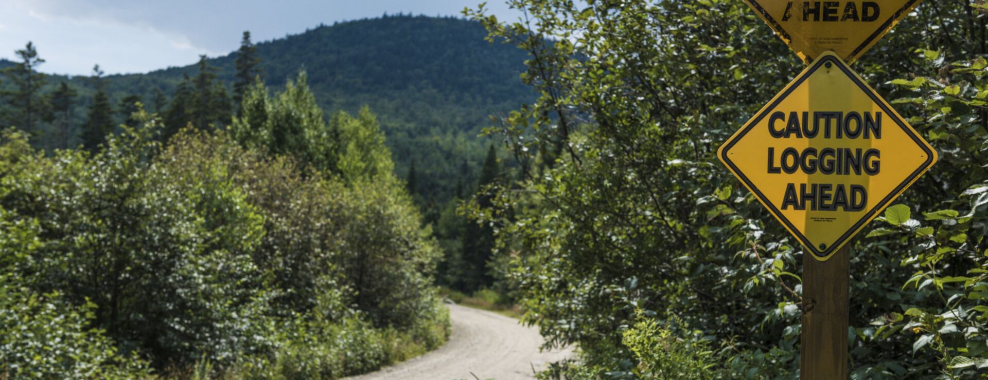 West Virginia Timber Cut Will Harm Native Species, Group Alleges